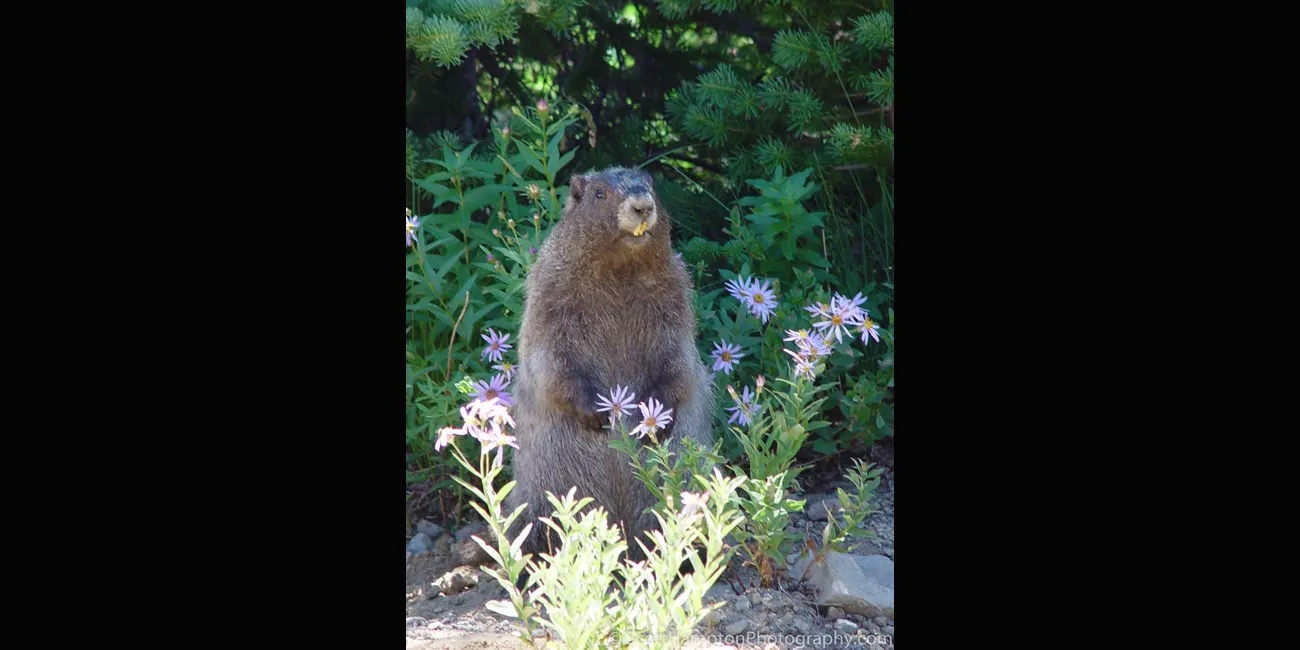 Marmot, Mt. Rainer