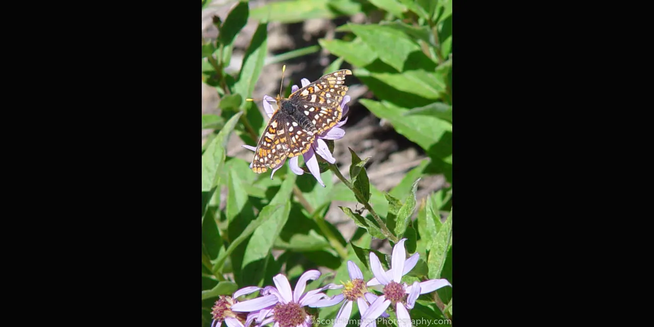 Mt. Rainer, Butterfly