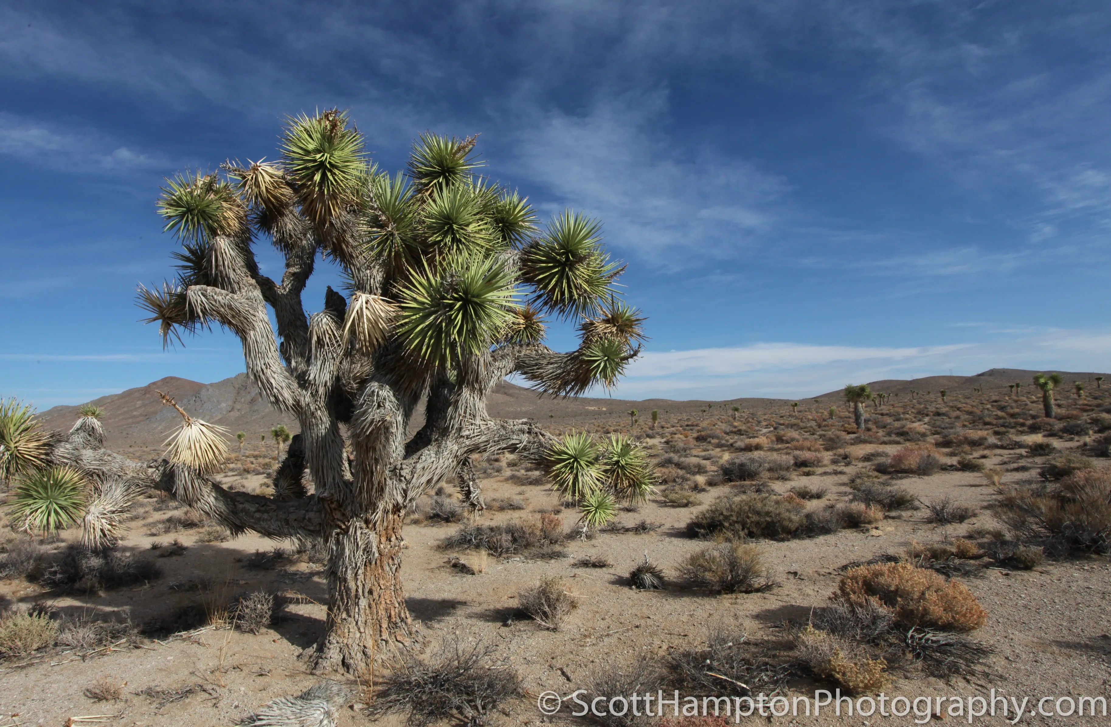 Joshua Tree