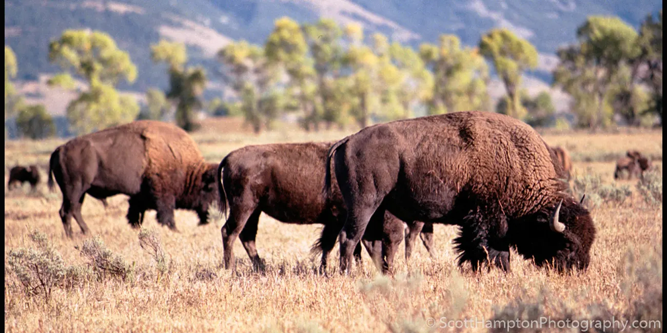 Bison Grazing