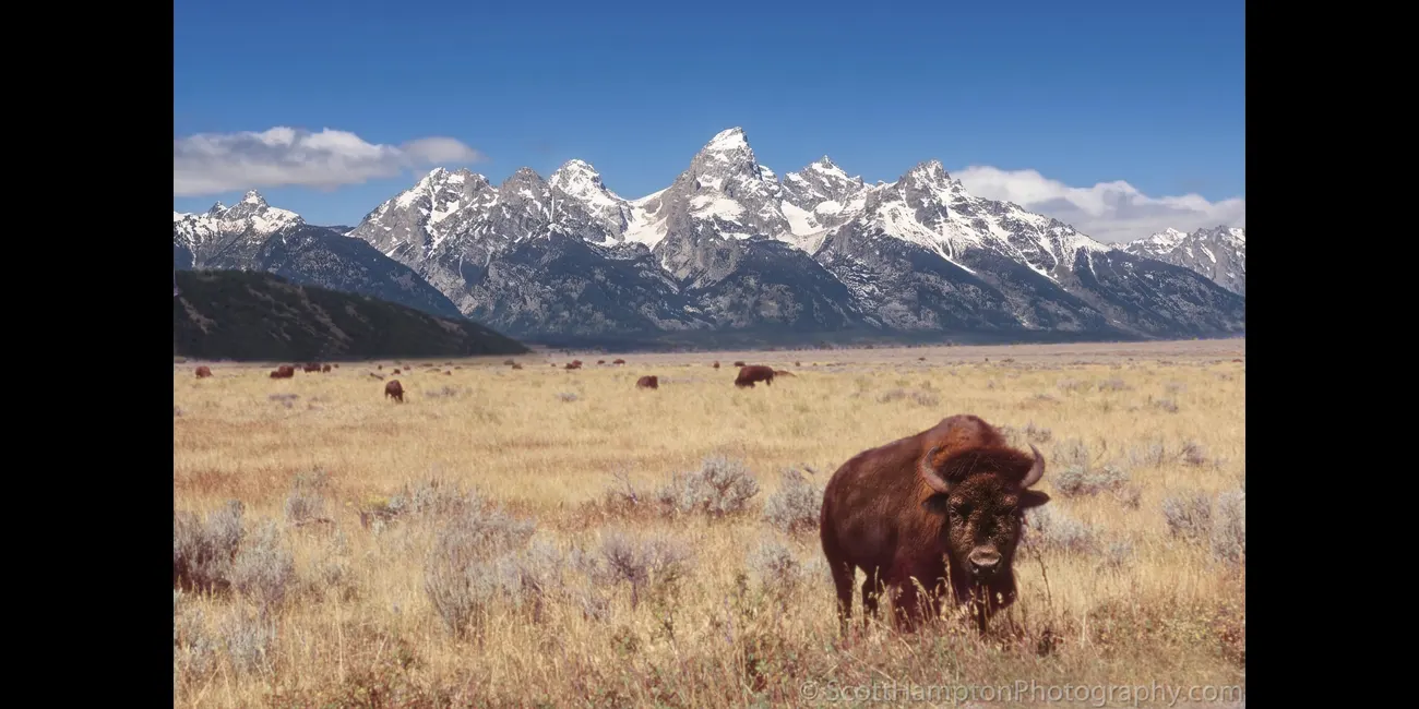 Bison with Grand Tetons in the Background