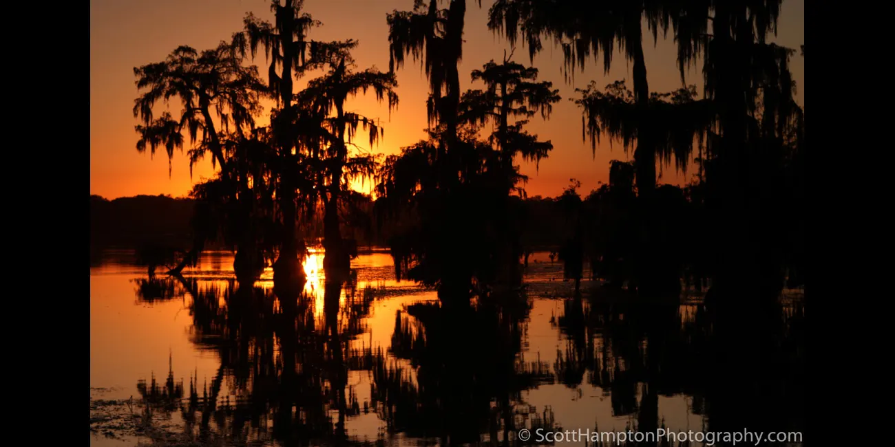 Welcome to the Jungle