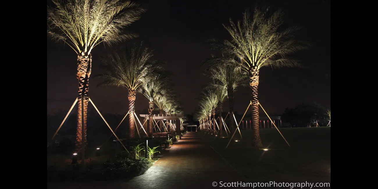 Palm Tree Path